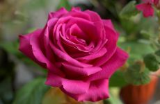 读《纪念爱米丽的一朵玫瑰花》有感大纲