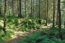 挪威的森林读后感(共8篇)