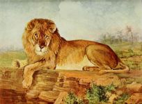 读《雄狮去流浪》动物小说有感600字大纲