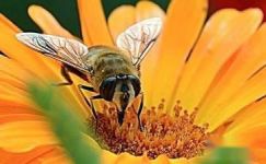 读《一只离群的蜜蜂》有感三篇大纲
