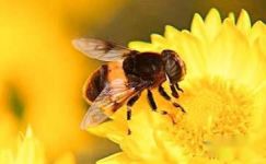 《蜜蜂的秘密生活》读后感范文3篇大纲