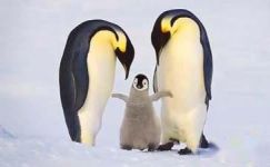 《小巴掌童话――小企鹅和爸爸》读后感